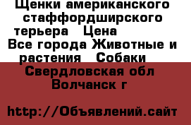 Щенки американского стаффордширского терьера › Цена ­ 20 000 - Все города Животные и растения » Собаки   . Свердловская обл.,Волчанск г.